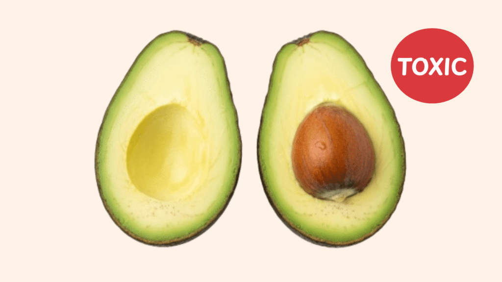 Avocado Toxic for Dogs