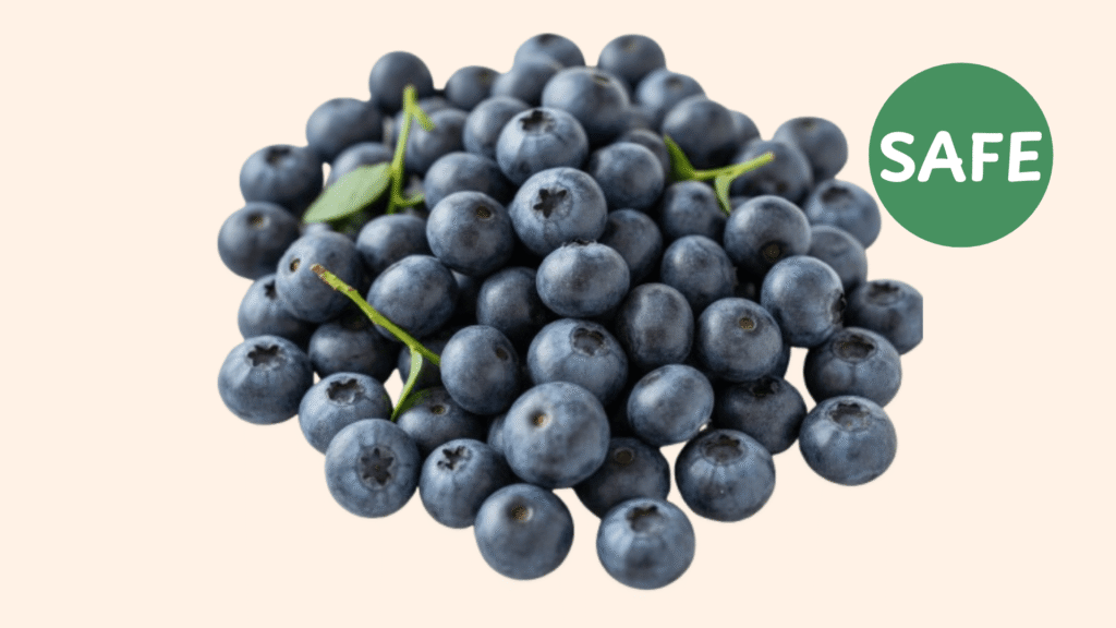 Blueberries Safe for Dogs