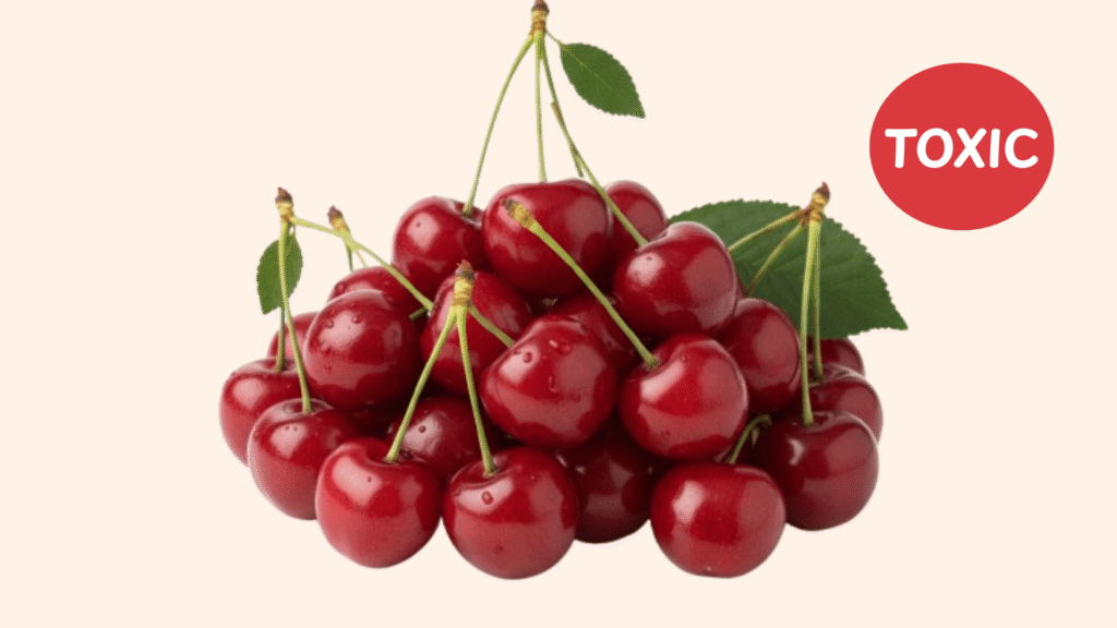 Cherries Toxis for Dogs