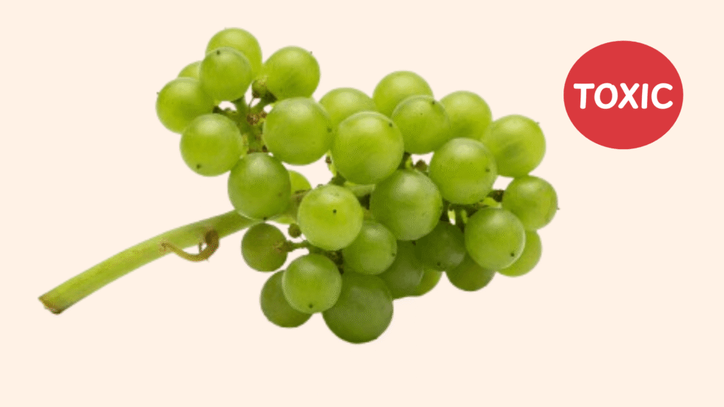 Grapes Toxic for Dogs